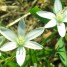 Star of Bethlehem