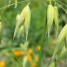 Wild Oat